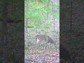 How To Hunt Bed-To-Food Stand Locations