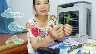 Hướng dẫn cách làm củ ấu nhỏ bằng lá mít xanh