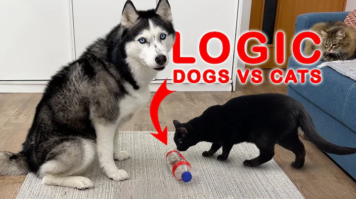 Is a Dog Really Smarter Than a Cat? Who Will Get the Treat Faster? Part 2
