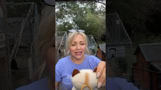 Fuggler Alley Cat Opening