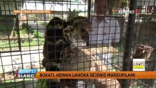 Hewan Langka Sejenis Marsupilami Ini Ada Di Pangkal Pinang