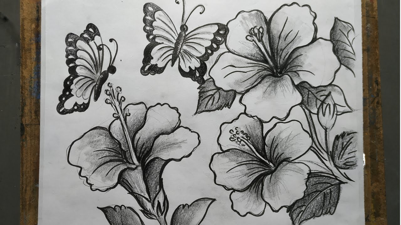 how to draw flowers and butterfly with pencil sketch,hibiscus ...