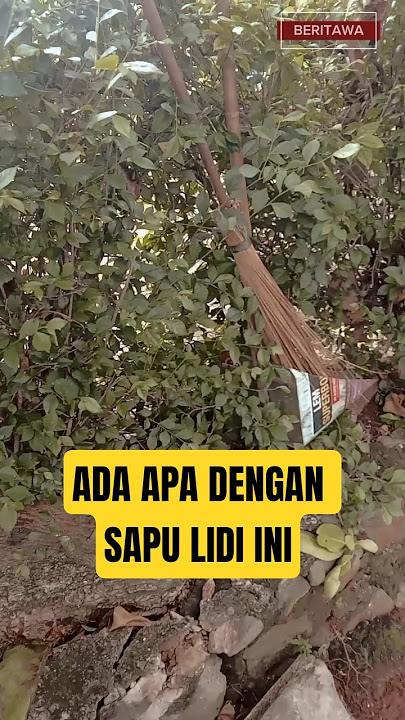 Geger‼️Di temukan sebuah sapu lidi bersandar di tanaman #shortvideo