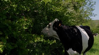 Download Lagu Groen Kennisnet webinar: voederhagen als instapmodel in agroforestry MP3