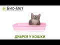 Диарея у кошки. Ветеринарная клиника Био-Вет.