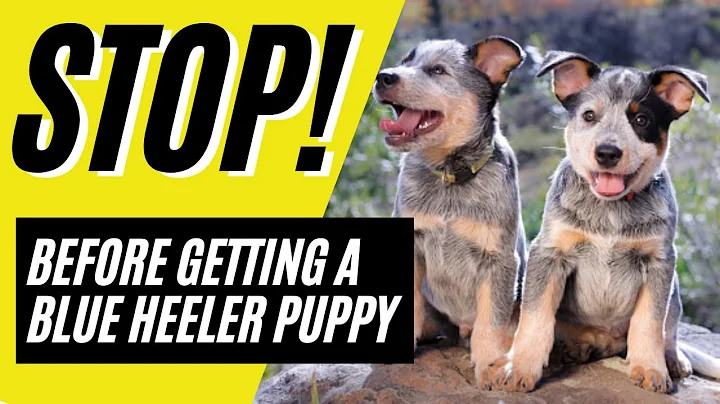 7 Things to Know BEFORE Getting a Blue Heeler Puppy | Blue Heeler Puppies