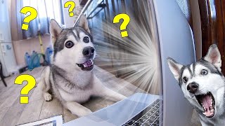 Весёлые хаски, funny husky