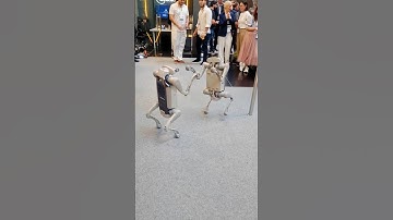 Gitex 2025 Dubai: Is this a Robot Dogs Fight?