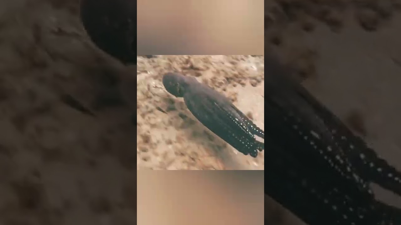 How will an octopus 🐙 change it's colour in the deep ocean 🌊