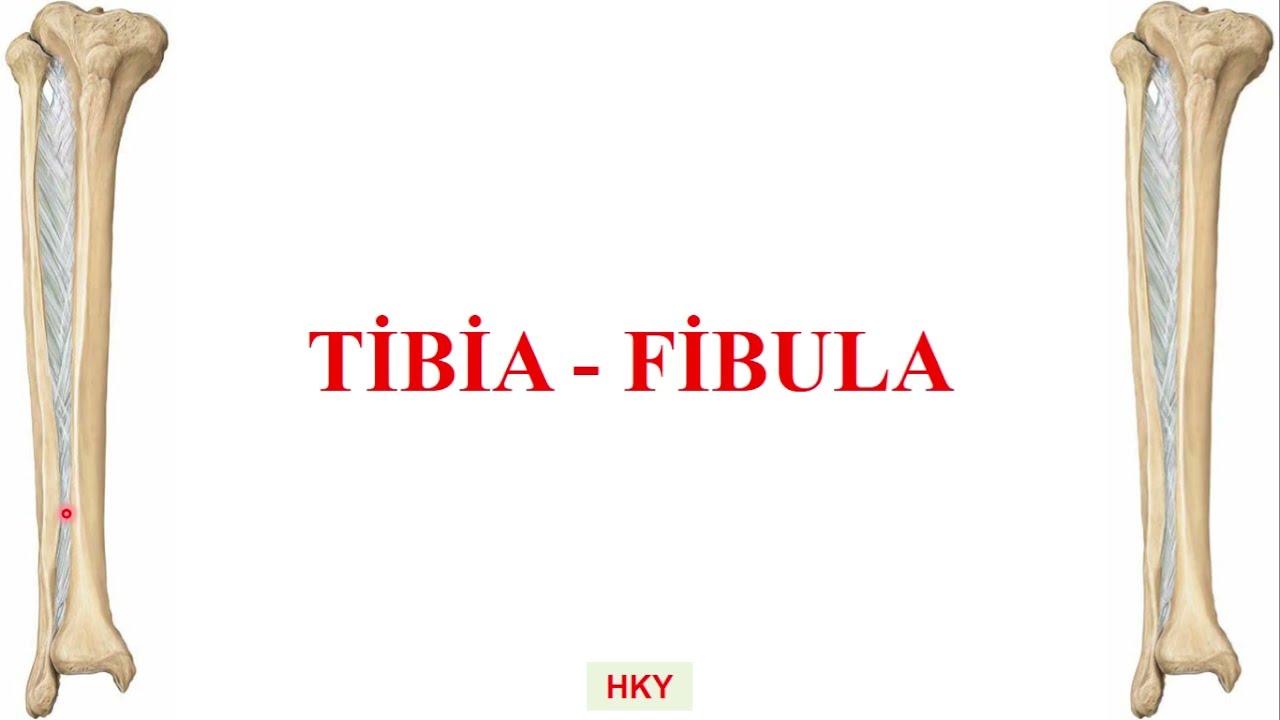 20- tibia - fibula