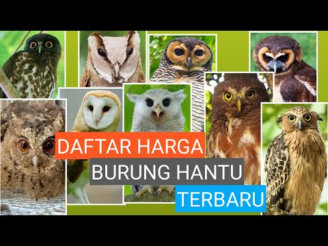 Video: Burung hantu gudang: deskripsi, habitat, foto