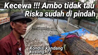 BUAYA RISKA KEMBALI DIPINDAHKAN,LEBIH JAUH ,KE ZOO,AMBO KECEWA TIDAK DIBERITAHU PEMINDAHAN RISKA