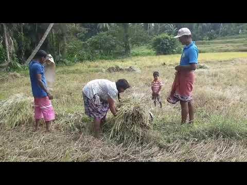 Harvesting අස්වැන්න නෙලීම