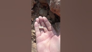 Hunting a Crinoid Fossils! #fossilhunting #crinoid #fossilhunter #rockhounding #mining #minerals