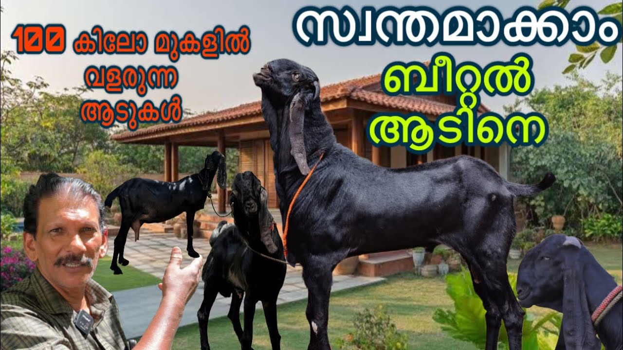 ലാഭകരമായ ബീറ്റൽ ആടുവളർത്തൽ goat farming malayalam