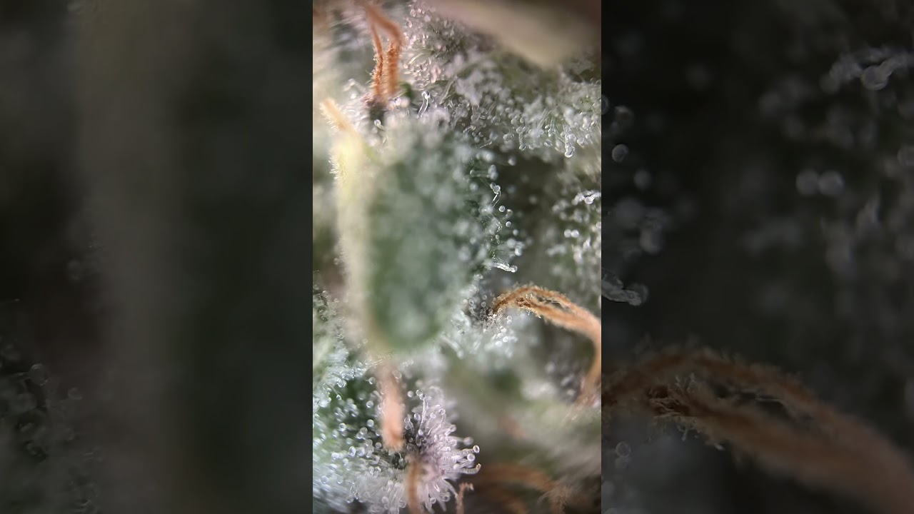 Banana Krumble – Day 45 Flower | Frosty Buds + Trichome Check 🔬❄️