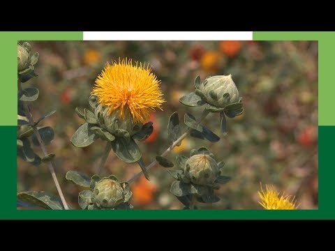 Video: Cartamo (pianta) - Benefici Di Miele Di Cartamo, Olio E Tè