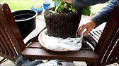 Free garden grow bags from recycled plastic shopping bags - YouTube