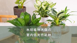 【海媽植物推薦45】水培植物大盤點，室內低光也能種 | House Plants That Grow in Water