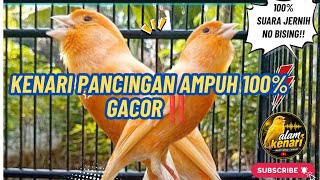 Durasi 20 menit kenari gacor buat pancingan dan masteran #kenari #canary #kicaumania #masteranburung