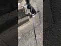 猫アレ事務員と猫社員の外回りという名のさんぽ【保護猫】 #保護 #猫 #cat #野良猫