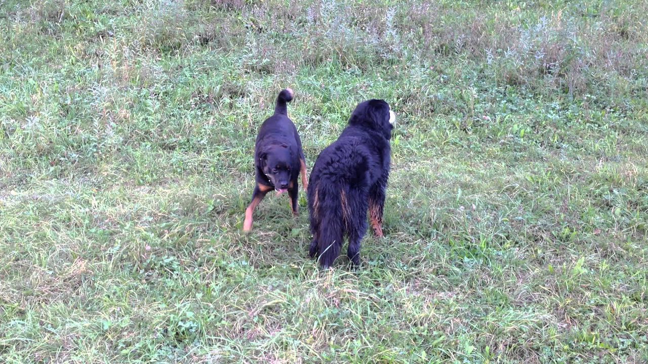 Bernese Mountain Dog VS Rottweiler - YouTube