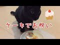 手作りのケーキで猫のお誕生日をお祝いしました！