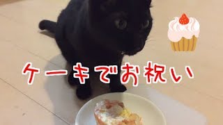 手作りのケーキで猫のお誕生日をお祝いしました！