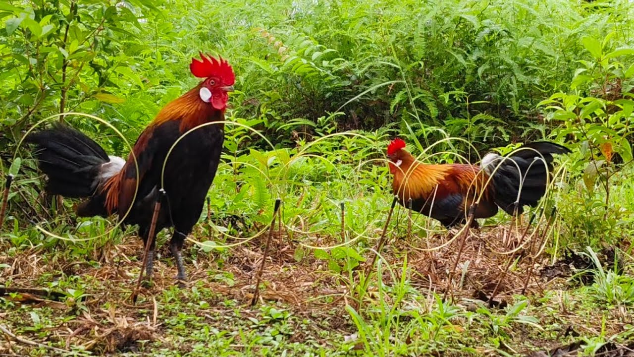 MIKAT AYAM HUTAN EPISODE 9