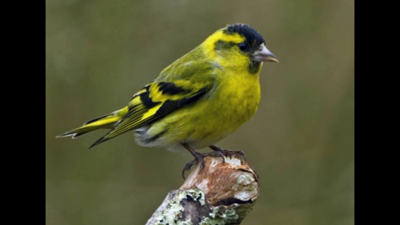 Содержание птиц в неволе. Овсянка дубровник. Чиж овсянка зеленушка. Желтобрюхий чиж (spinus…. Чиж лимонный.