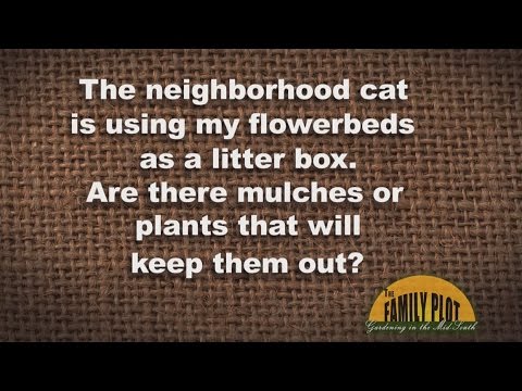 Dxracer How to keep cats from pottying in flower beds Secretlab Design