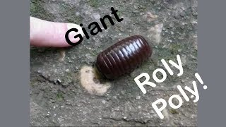 Giant Roly Poly!  (or Pill Millipede?)