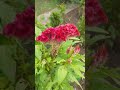 🌸