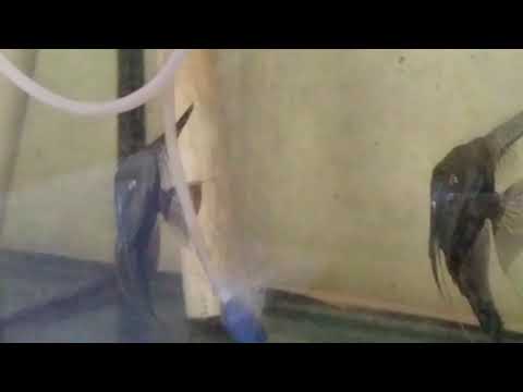 Casal Acara Bandeira Leopardo Cinza.