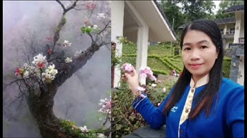 Hát Lượn - Tiểu Nhỉ Và Em Lưu Ngoan hát kết qua phay rất hay mọi người cùng nghe ạ &