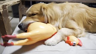 愛犬にチキンくんあげたら想像と違った