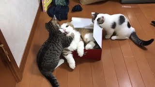 A cat that never shares the box.