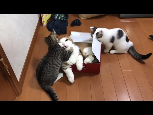 ねこ兄さん専用です。

未使用
傷はないです 106T – SR猫柳本線 猫キヲスク