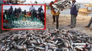 🛑Sénégal: Abondance de poissons au large des côtes : Les pécheurs de Mbour se prononcent...