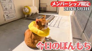 【特別公開】この動画は5月3日にメンバー限定で公開した動画です！ by ぽんもち日記 162 views 12 days ago 3 minutes, 53 seconds