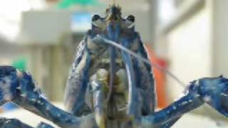 Meet A Rare Blue Lobster