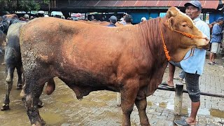 Download Lagu 16 juta !! Cross Calon 1 TON !! Harga Murah Sepi Pembeli !! Pasar Sapi Tuban  MP3