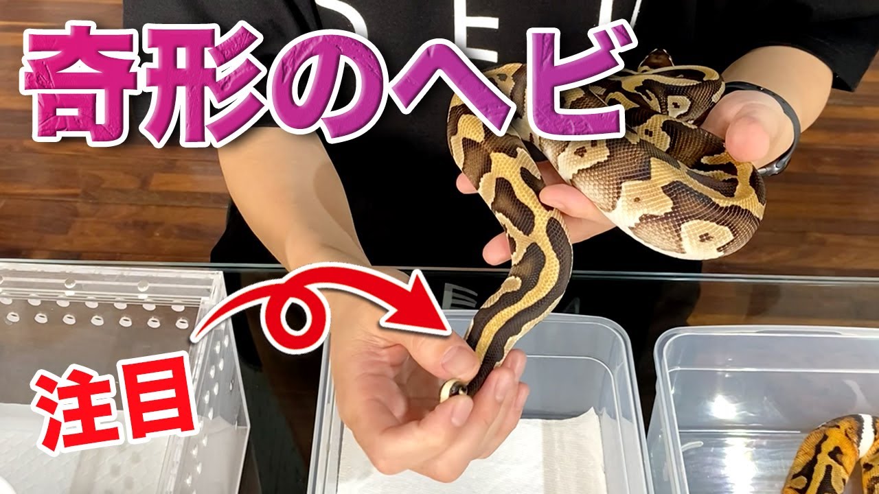 ヘビの奇形について ボールパイソンと特徴 ボールパイソン専門店 Deu Reptiles