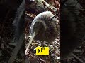Facts About Kiwi Birds #facts #factshorts #factshorts #amazingfacts #storytime #factsinhindi