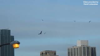 Bald eagle spotted flying through South Loop