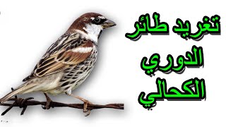 │ The strongest twitter of the league bird │ أقوى تغريد لطائر الدوري الكحالي │