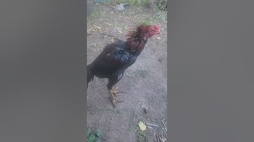 4½ month qaib pakoy