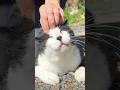 Ainoshima Cat Island in Japan — 150 Cats!! SO CUTE 😭💕 #shorts #catisland #catlovers