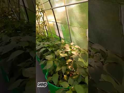 Greenhouse Gardening, hand pollinated #garden