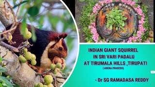 Indian Giant Squirrel Tirumala Hills, Tirupati